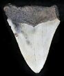 Bargain Megalodon Tooth - North Carolina #26013-1